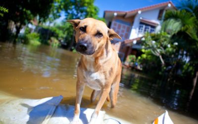 How To Create A Pet Disaster Plan
