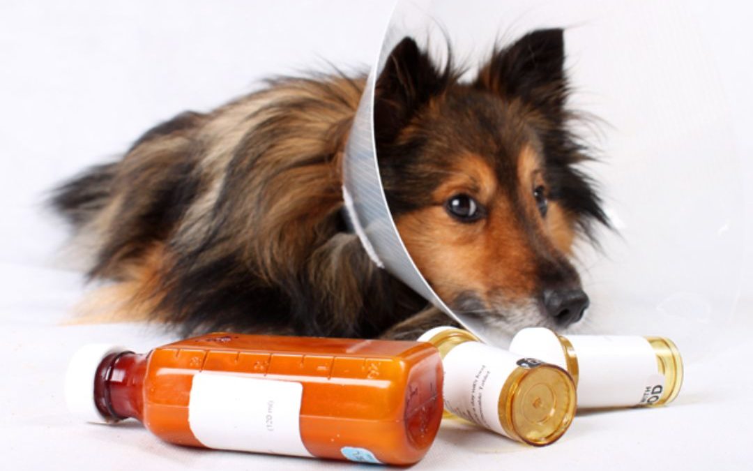 5 Tips To Safely Medicate Your Pet - Oz Animal Hospital