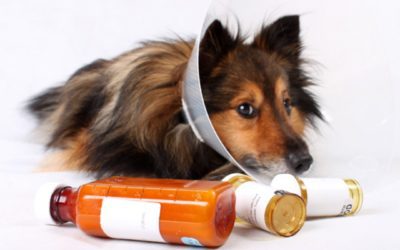 5 Tips To Safely Medicate Your Pet