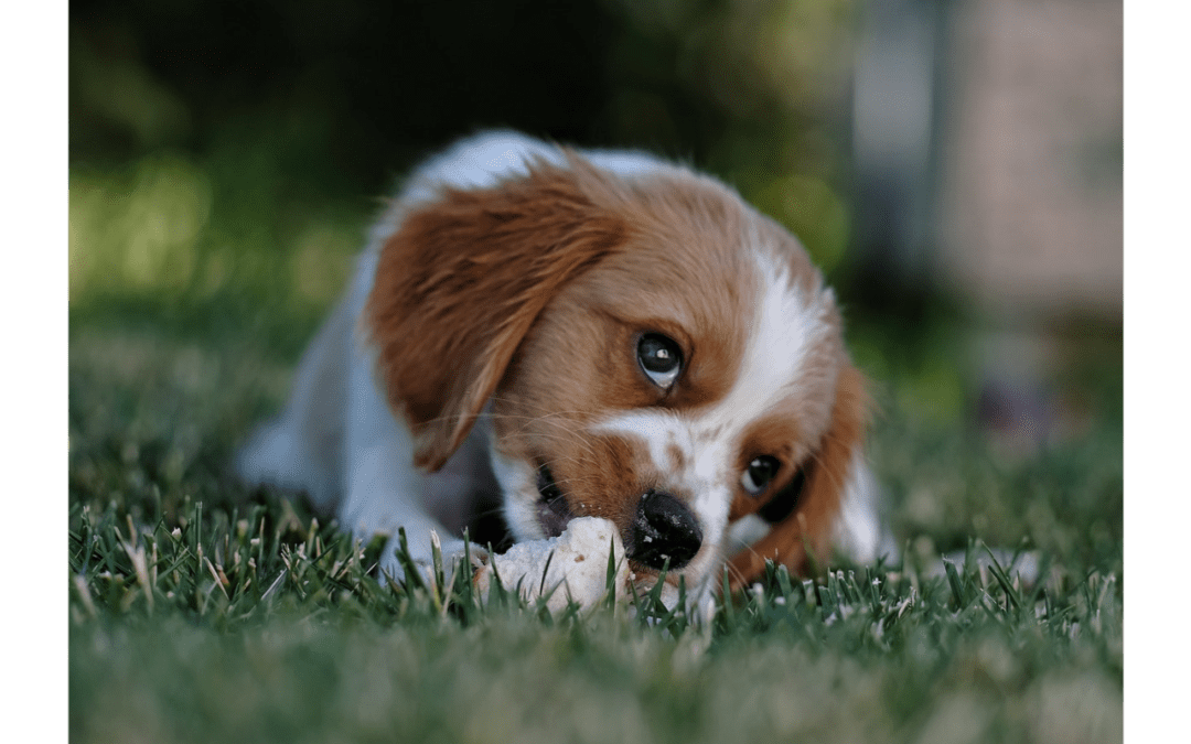 How to Deal with a New Puppy in Your Home