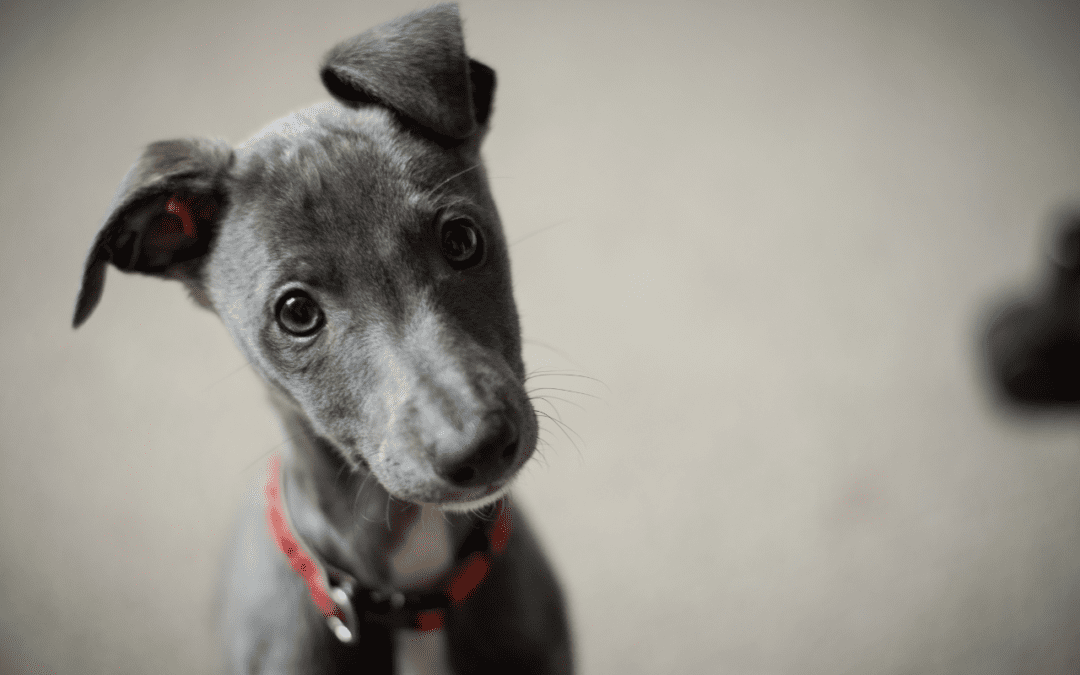 Gray Italian Greyhound puppy with blue eyes wearing a red collar