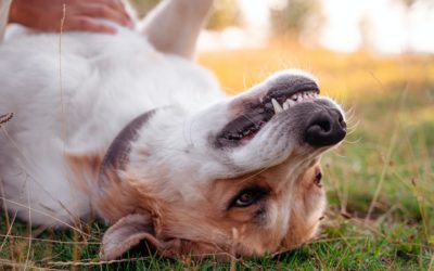 5 Common Pet Dental Emergencies