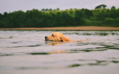 Five Suggestions for Keeping Pets Safe While Swimming
