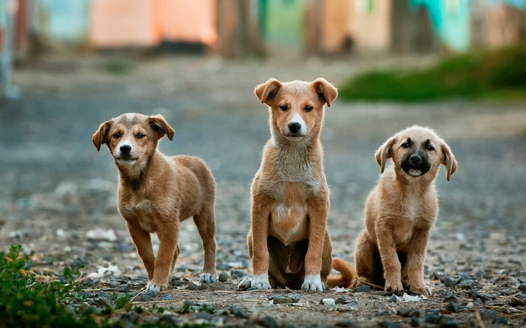 3 stranded puppies sitting together in an empty street