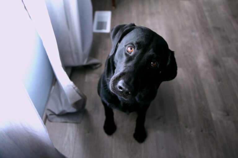 Black lab looking up at the camera looking confused