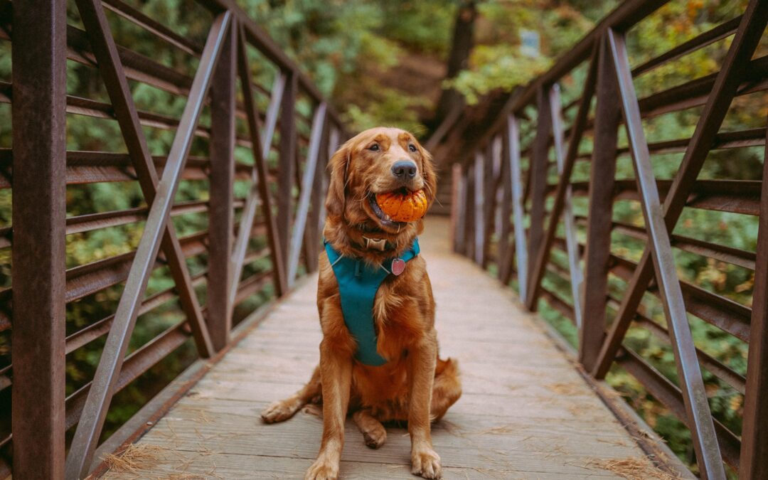 Brown dog on a bridge holding a pumpkin in it’s mouth
