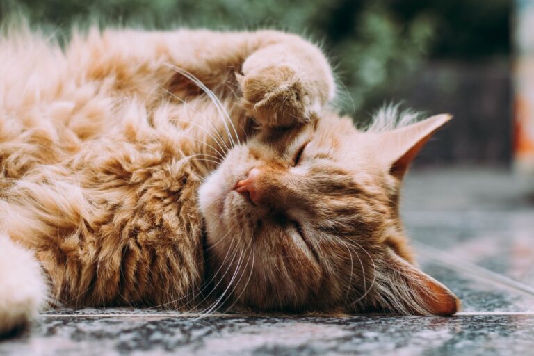 Orange cat lying down with eyes closed and paw up