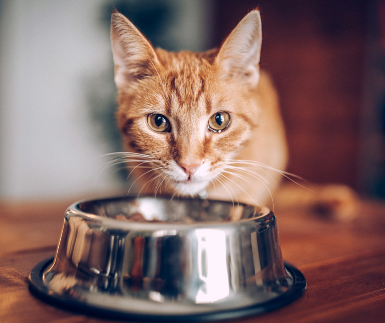 Is Your Cat a Picky Eater, or Is It Something More?