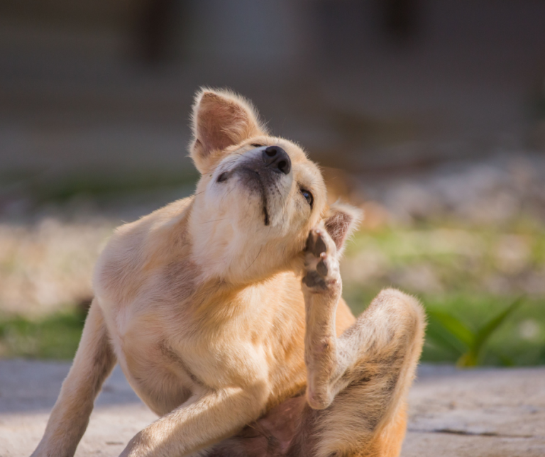 A Veterinarian’s Guide to At-Home Ear Cleaning