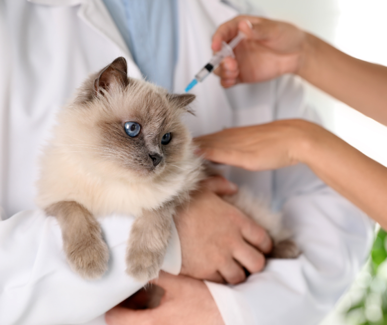 An End-of-Year Vaccine Check-In for Your Pet