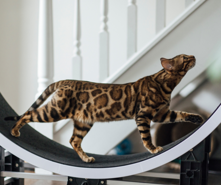 “Is This Pet Tech Safe?”