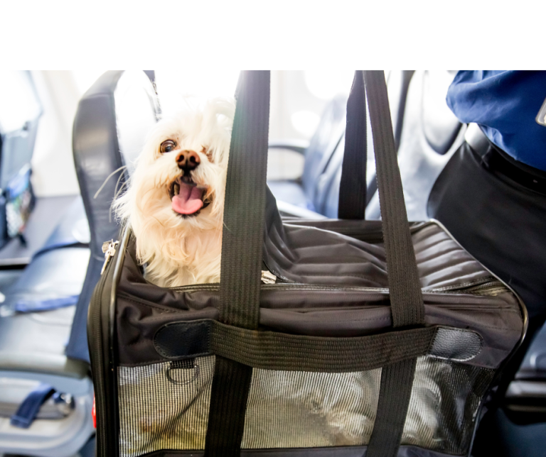 Pet Travel Tips for Airplanes and Car Rides